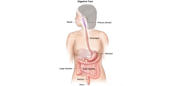 Do You Know About Gastrointestinal Tract Flashcards